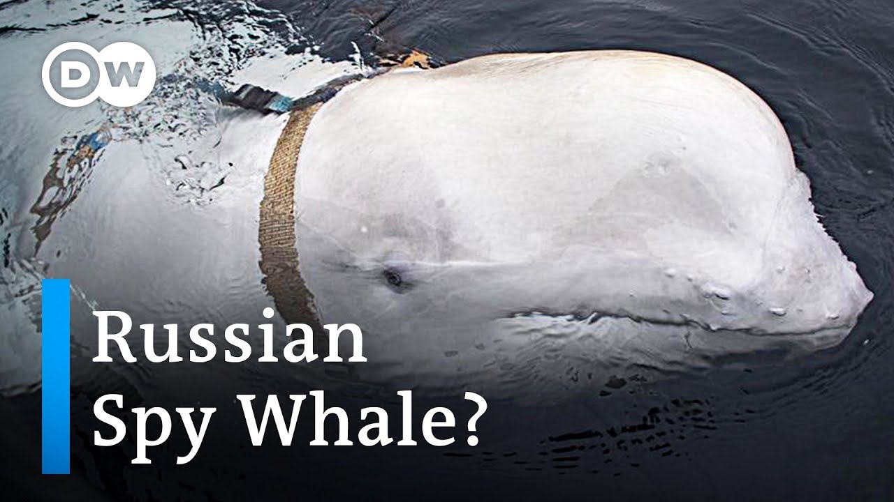 Possible Russian spy whale discoverd | DW News