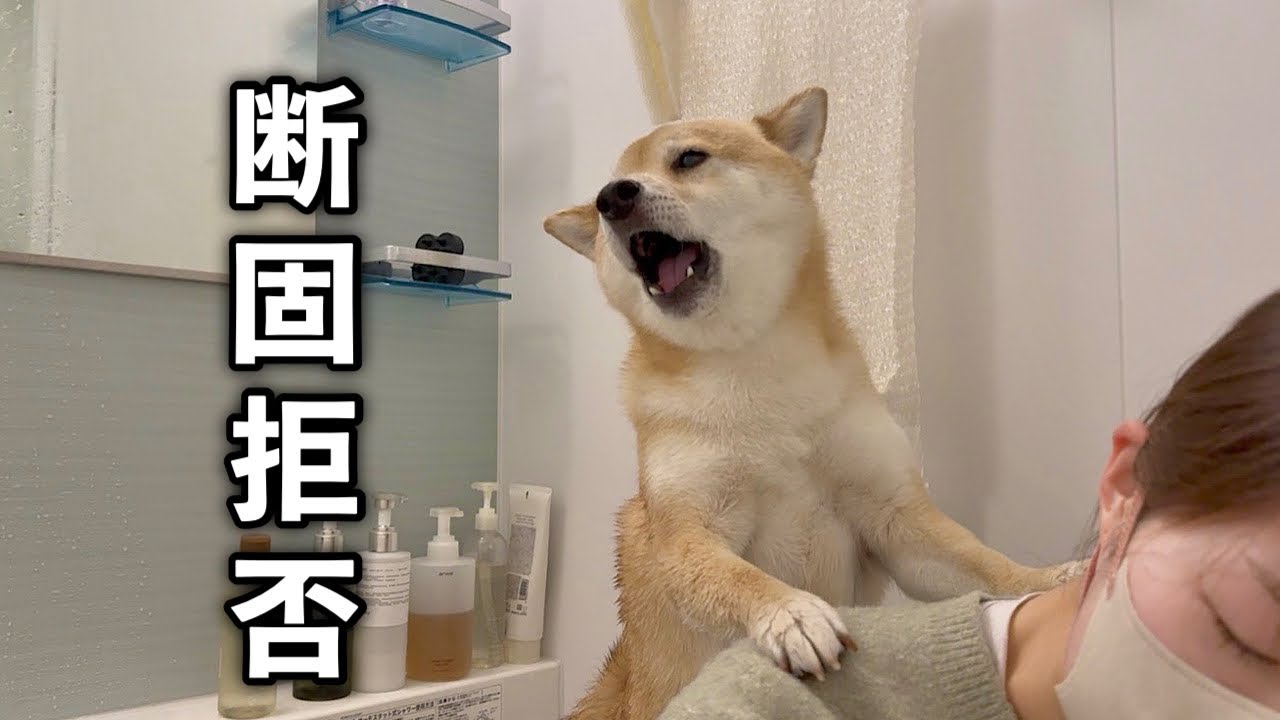 【絶叫】急遽お風呂が決まり気持ちの整理がつかず必死に中止を訴える柴犬