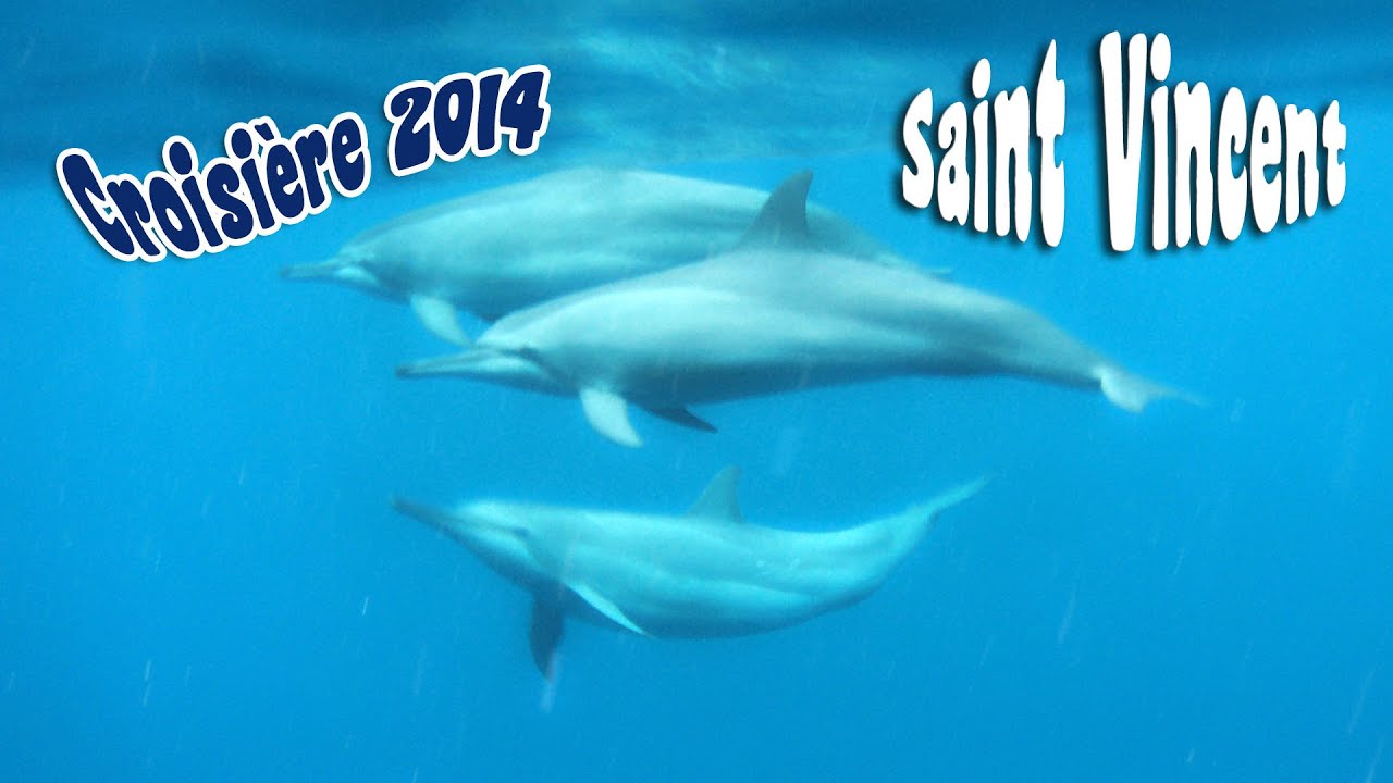 Les Grenadines 2 : Saint Vincent et ses dauphins