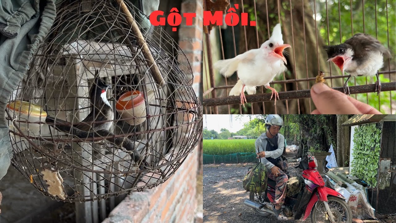 Lân Đầu Cho Chú Chim Chào Mào Tự Tay Mình Gột Làm Chim Mồi Đi B.ẫy Thử // @Tuân Huệ VP ;0902158832. .