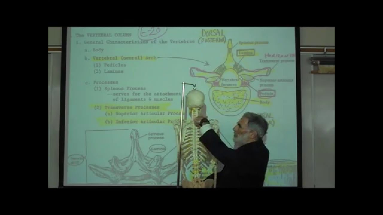 THE VERTEBRAL COLUMN & RIB CAGE by Professor Fink