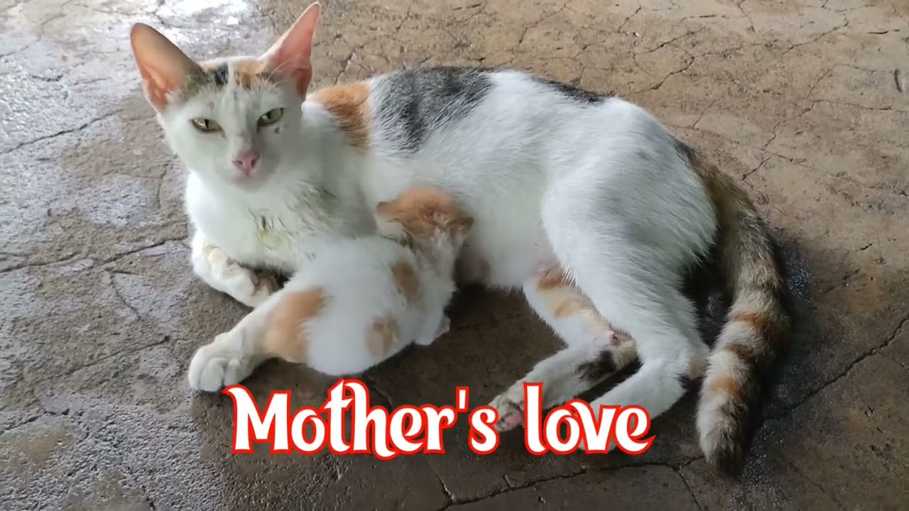Cute nman nila oyy.. #catlife #enjoylife 