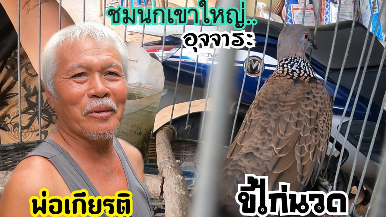 ชมนกเขาใหญ่ทีมงาน..นกสวยๆหลายตัว (ขี้ไก่นวด)