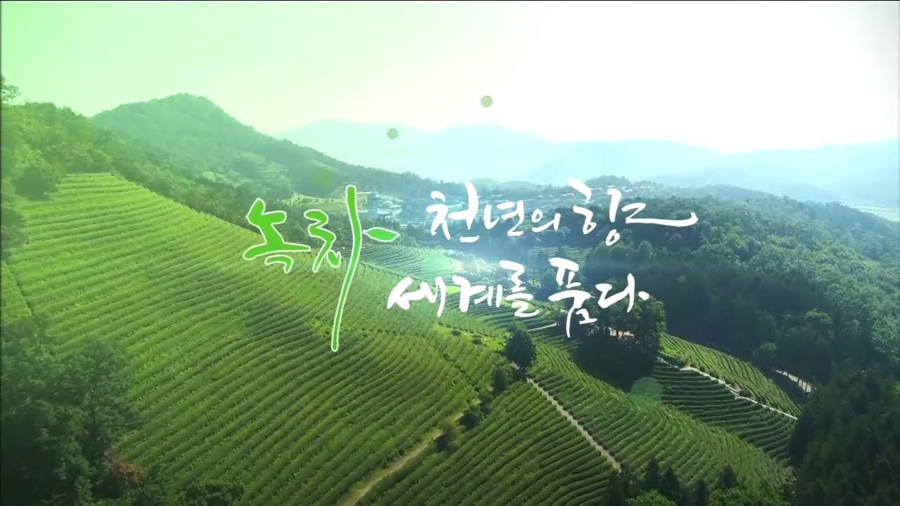 녹차 천년의 향 세계를 품다