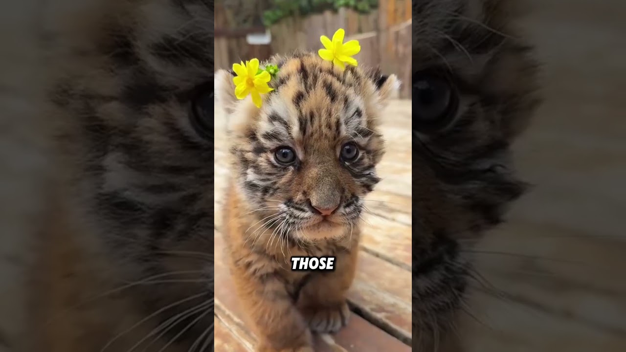 Tiger cub who likes to suck his fingers#animals #funnyanimal #funny #cute #tiger