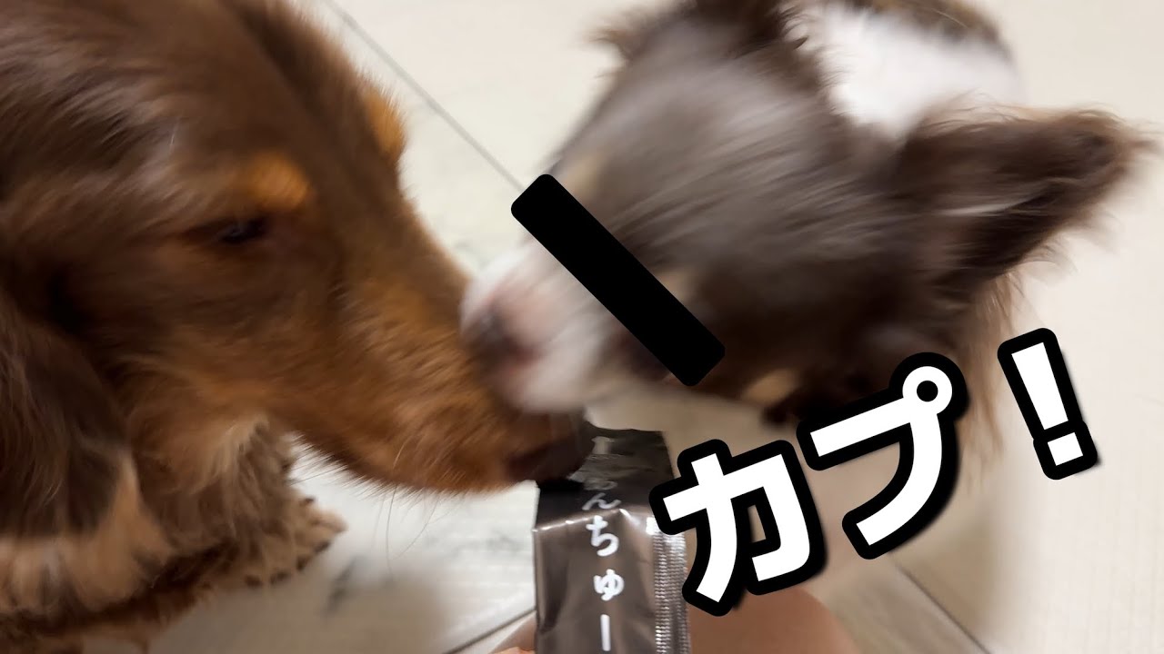 【カオス】飢えを経験した元保護犬２匹に作る愛情たっぷりご飯とカオスな時間