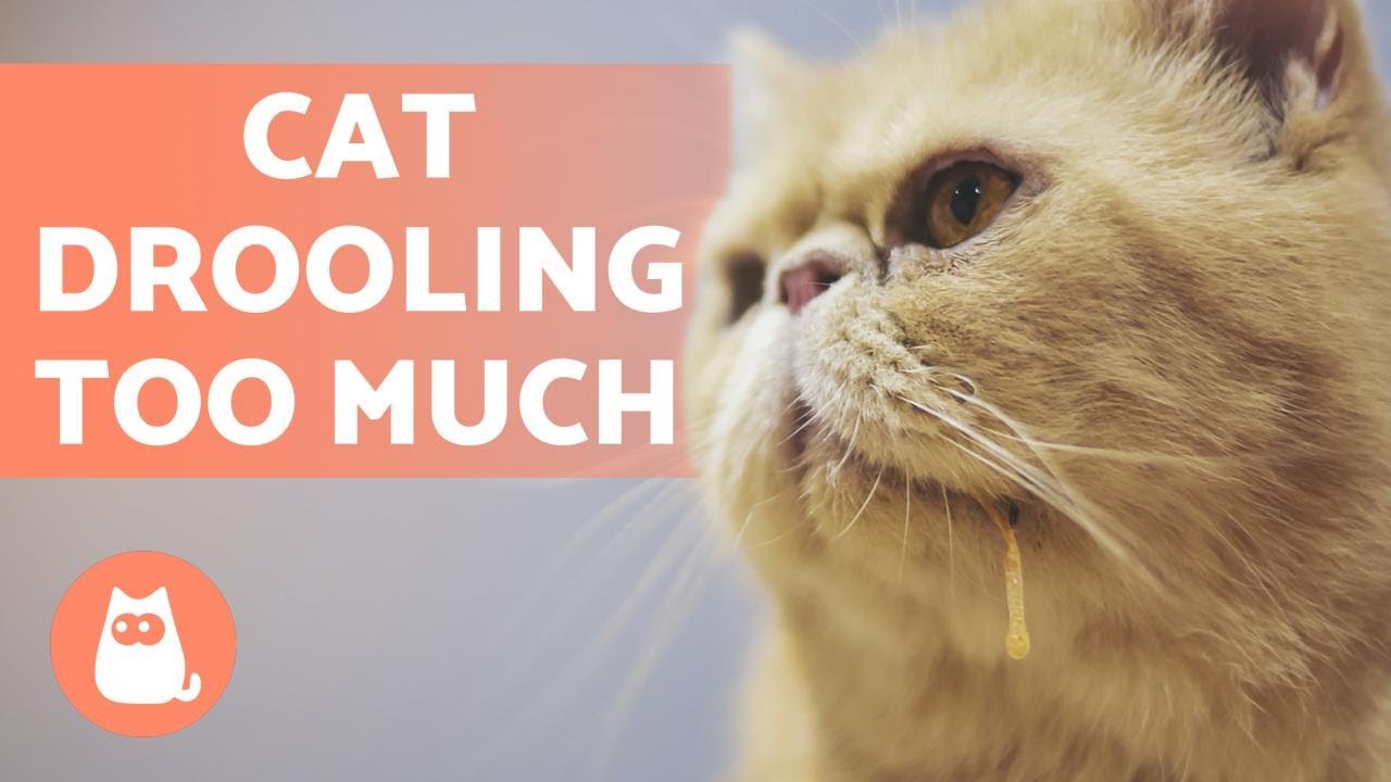 Why is My Cat DROOLING So Much? - Main Causes