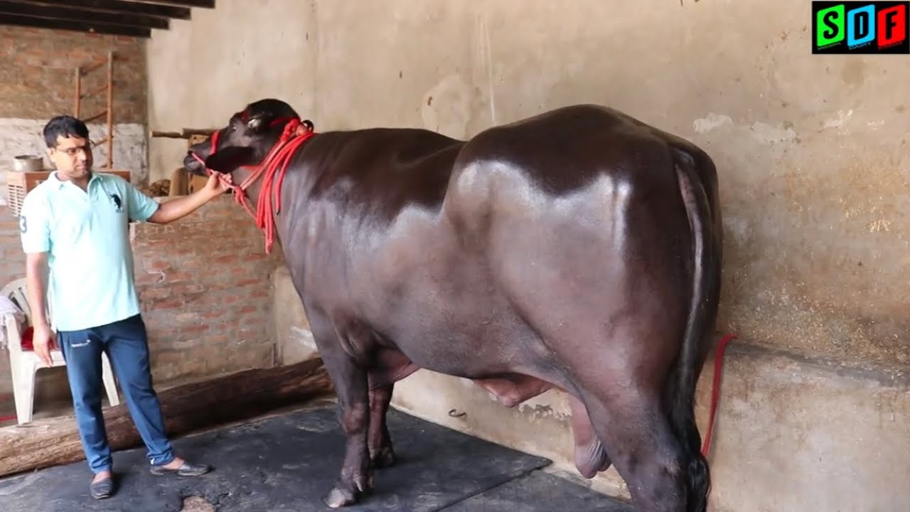 Top Class Murrah Bull — VEER. Mother milk - 24 kg. Father Champion — Yuvraj