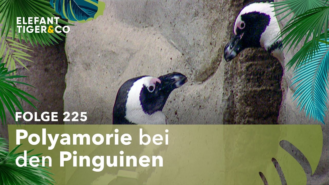 Pinguine mit offenen Beziehungen (Folge 225) | Elefant, Tiger & Co. | MDR