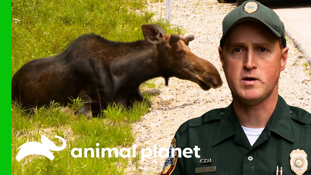 Moose Is Injured After A Terrible Car Crash | North Woods Law
