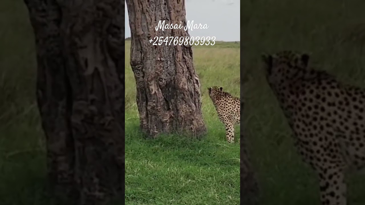 Solitude in the wild — a lone cheetah roaming the Masai Mara 