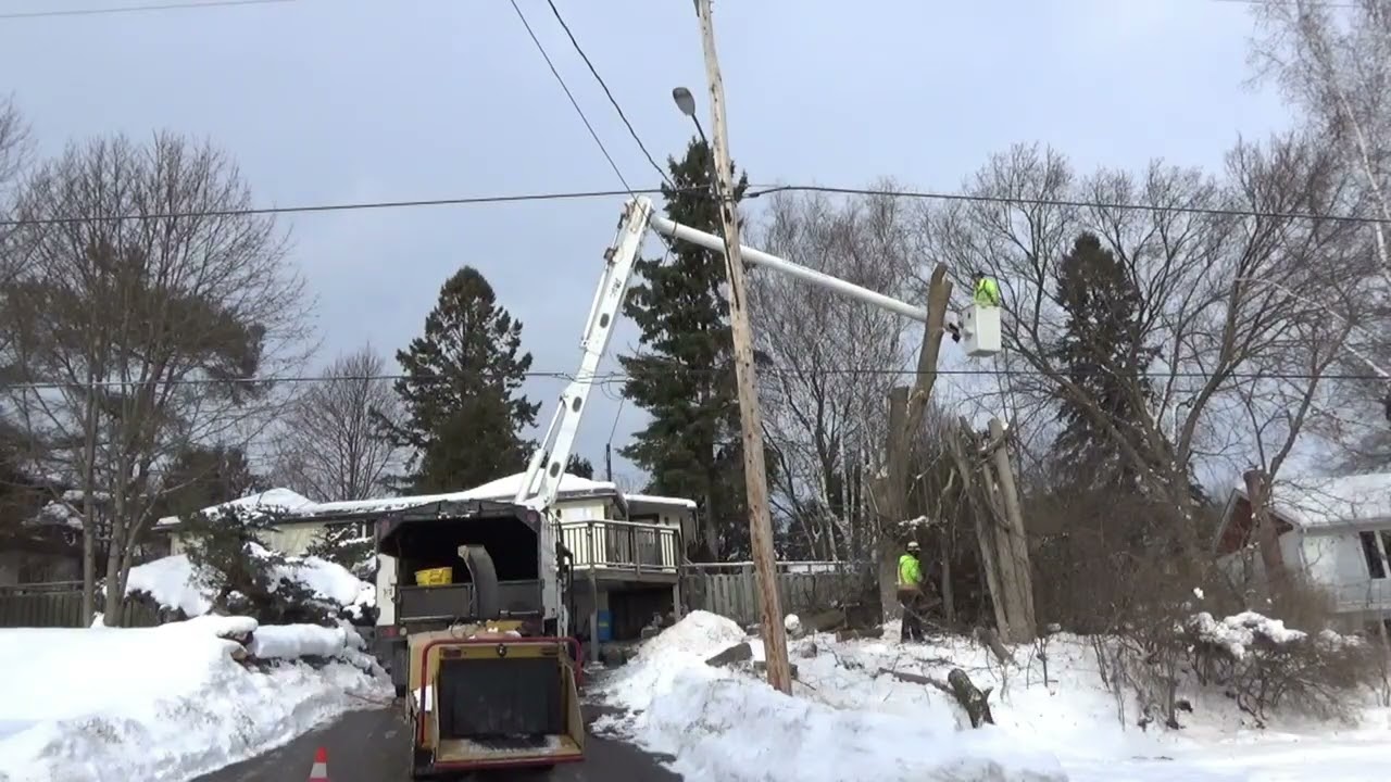 [4K] Tree Removal! #10 Safely lower & remove Manitoba Maple tree & Elm tree!