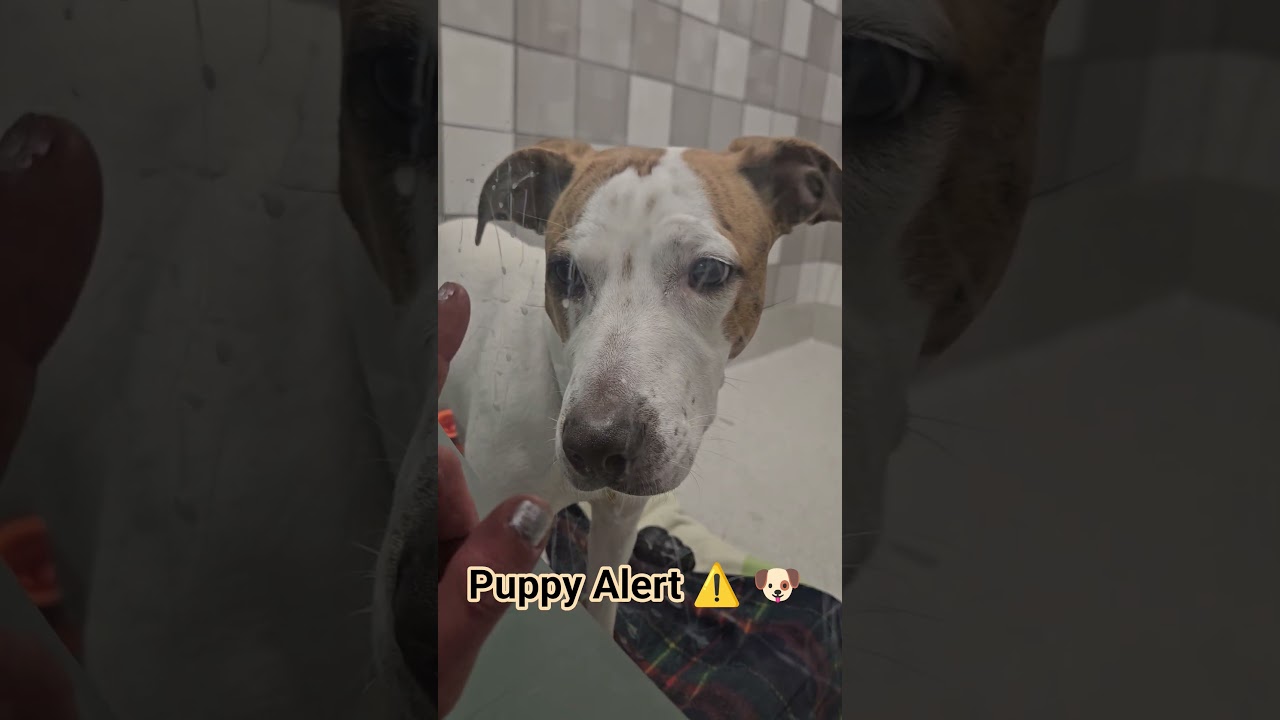 #puppies