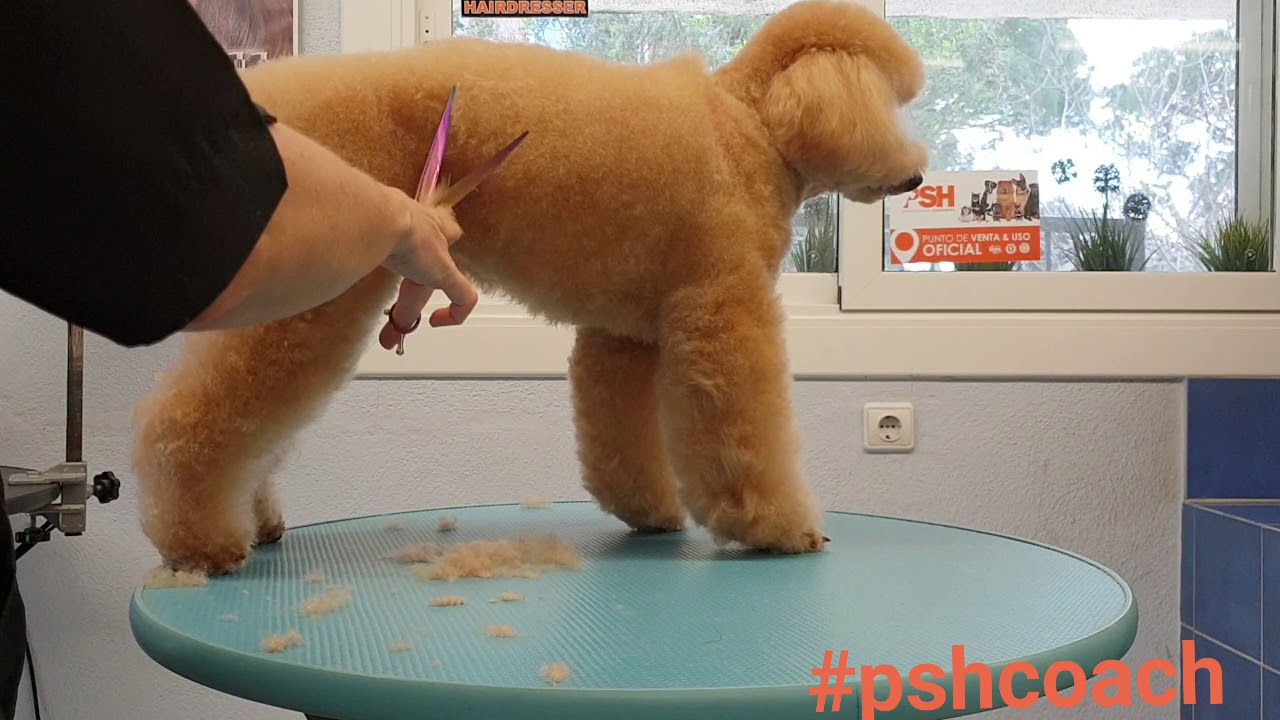 Caniche Pet Grooming. Corte a tijera de la parte posterior. Peluquería Canina