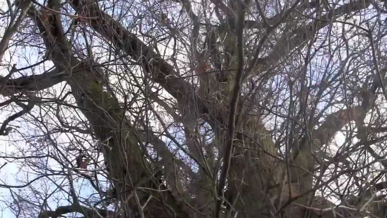 A Walk in Stratford Park