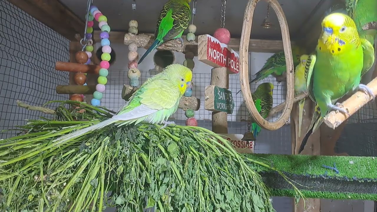 “You won’t believe what he said… 😅🦜 #FYP”