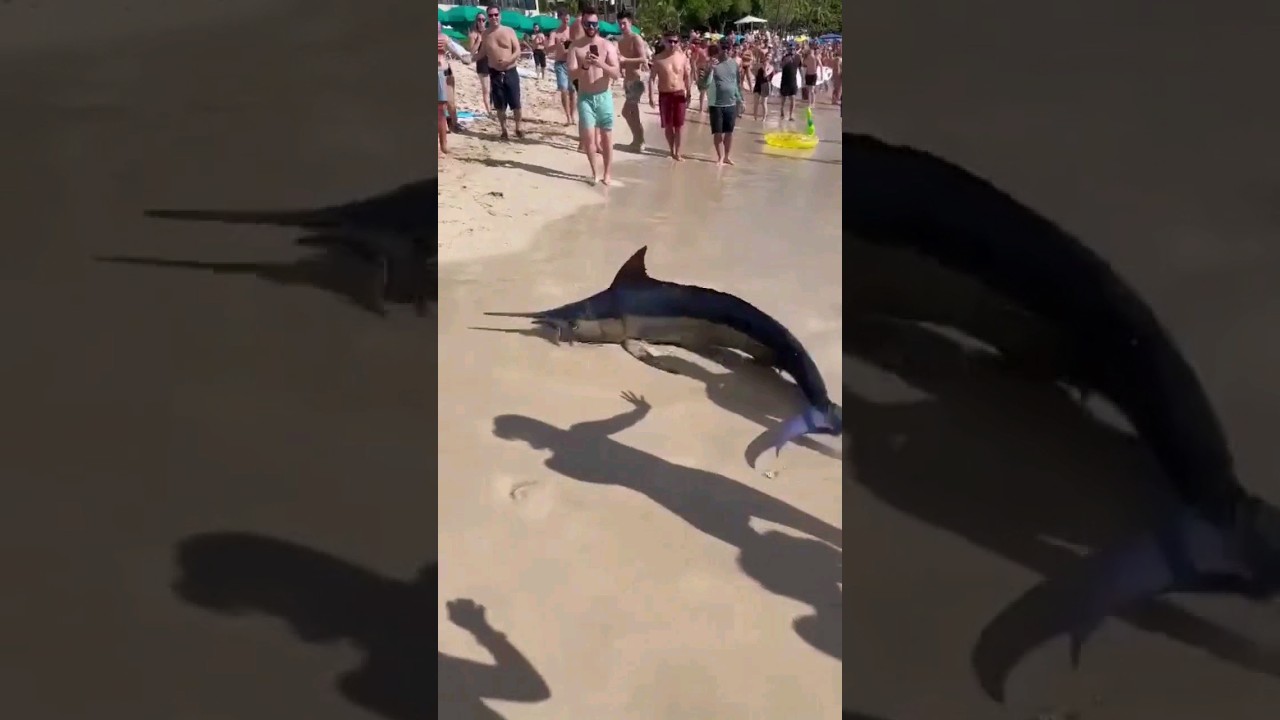Peixe Marlin na praia de Waikiki Hawaii #pesca #peixe #shortsvideo #waikiki #hawaii