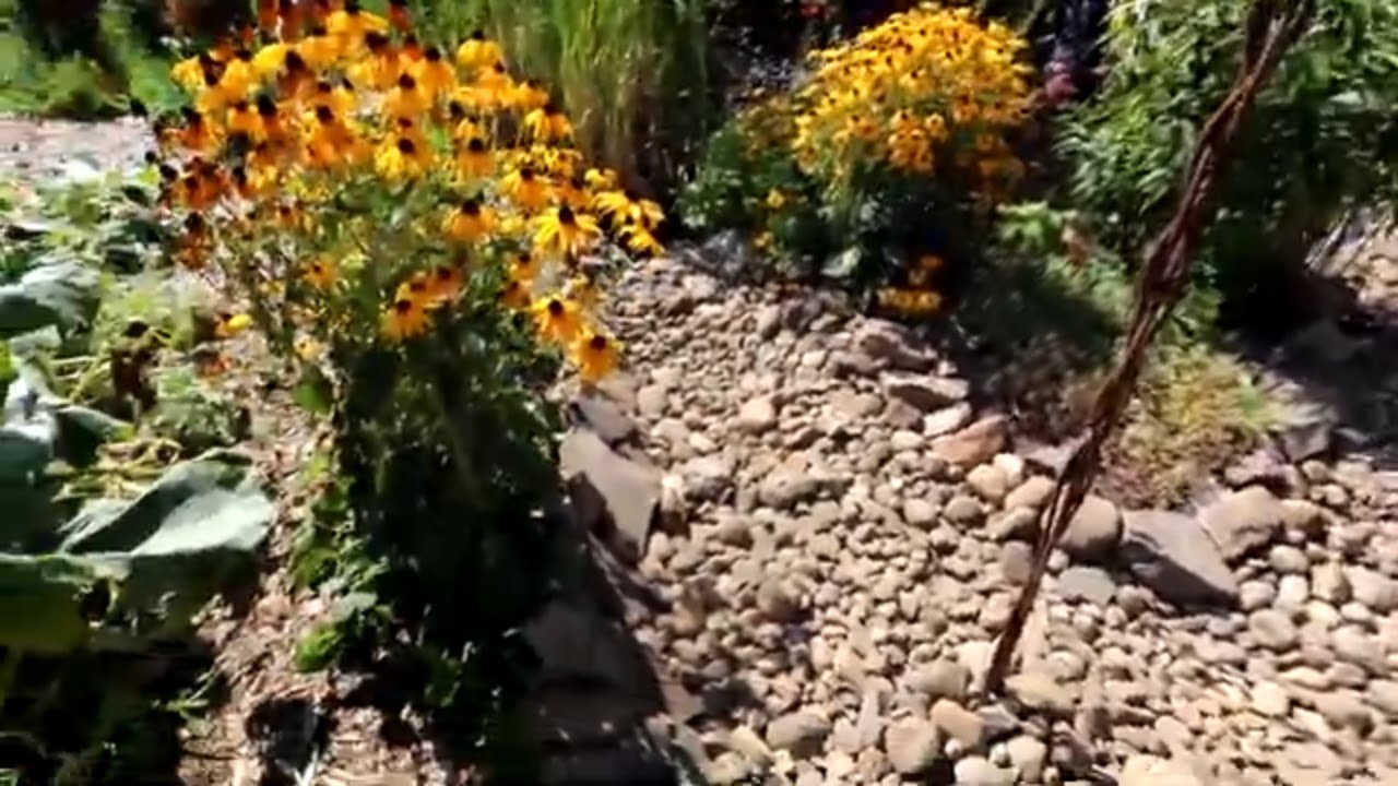 Beautiful rainwater catchment swale