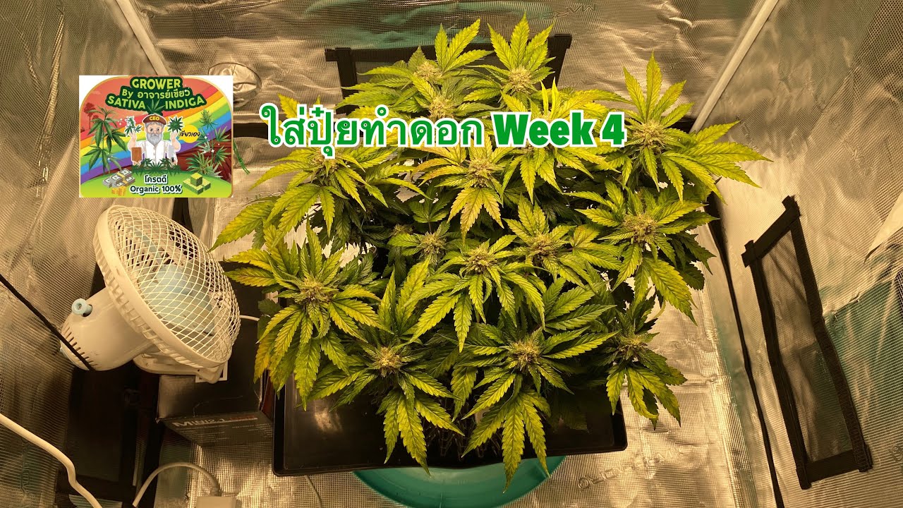 Ep-1 Chem D i95 x Pluto Auto Ethos ใส่ปุ๋ยทำดอกสัปดาห์ที่ 4 และตัดใบ @bewvunlop