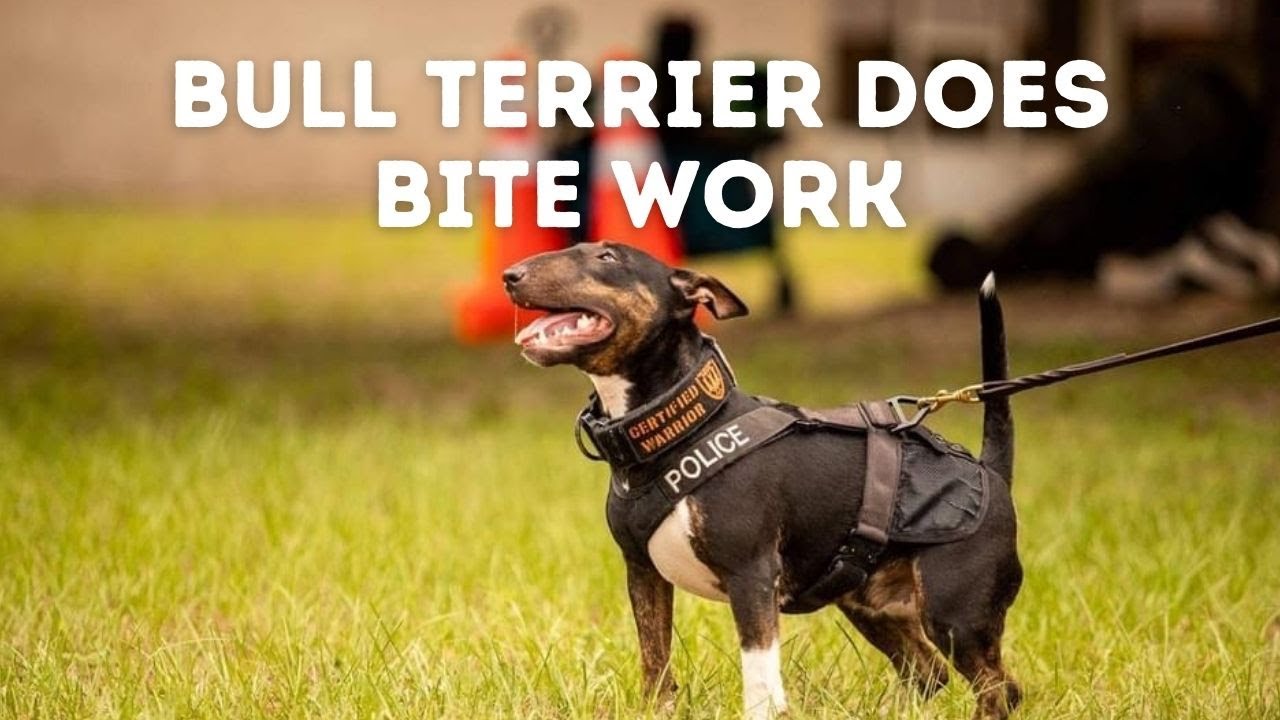 Can This Bull Terrier Do Bite Work? | Grassroots K9