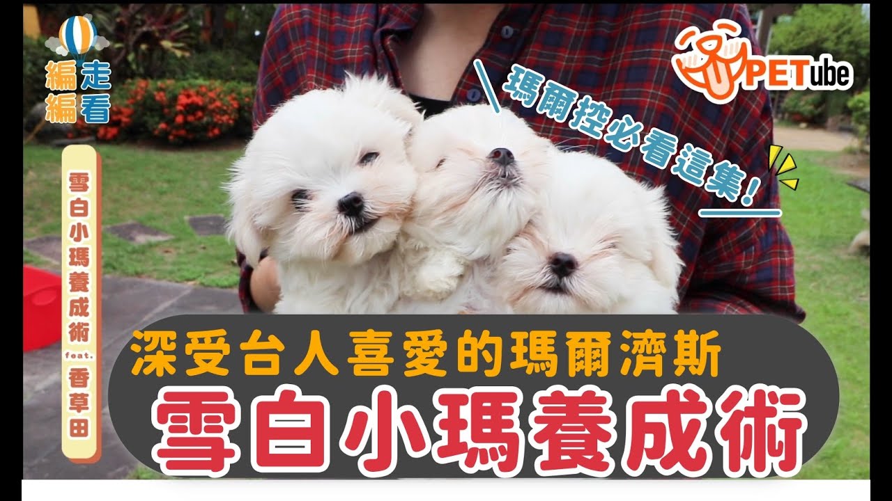 【🎥#哈寵PETube】 第136集 雪白小瑪養成術 feat.香草田