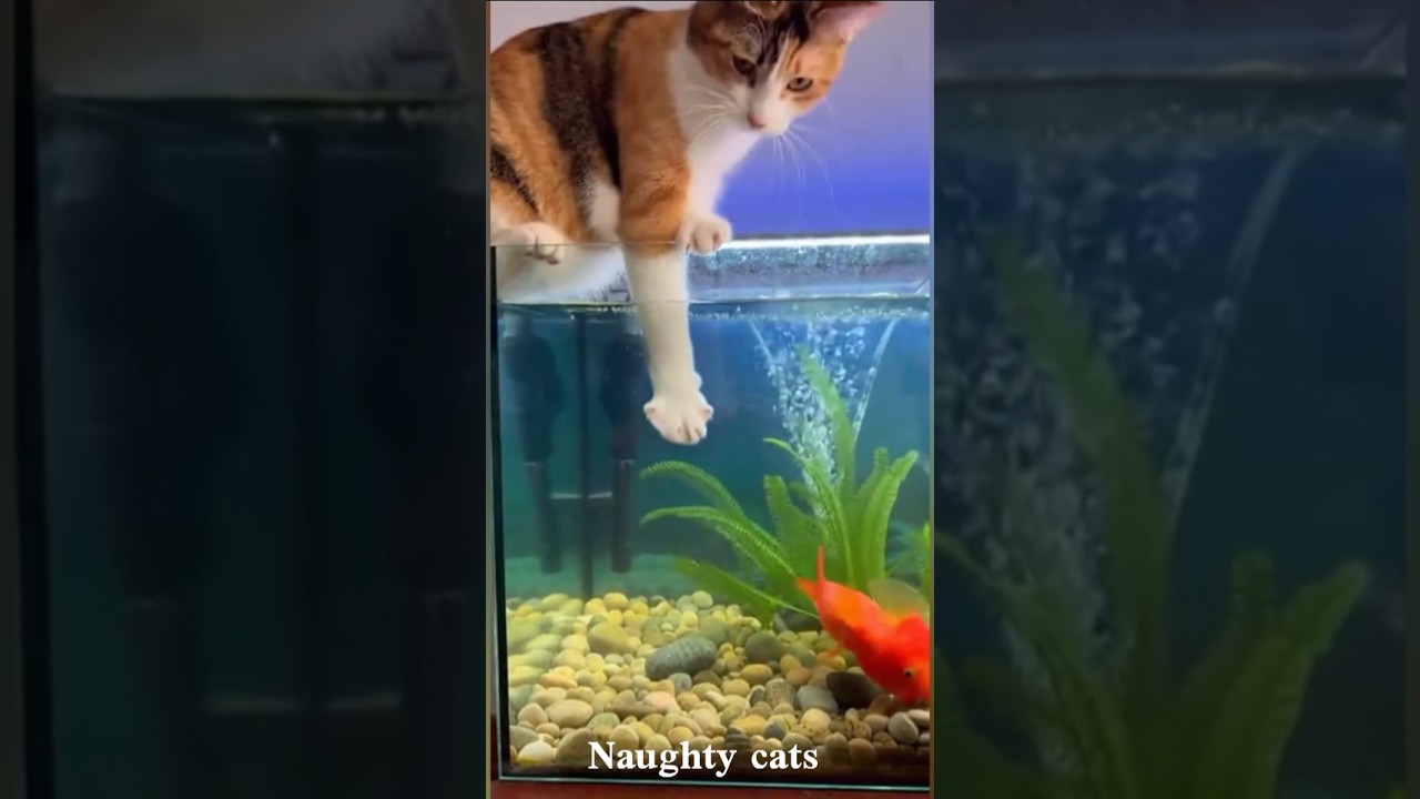 Naughty Cat Doing Crazy Things 😹🔥 #Shorts#funny