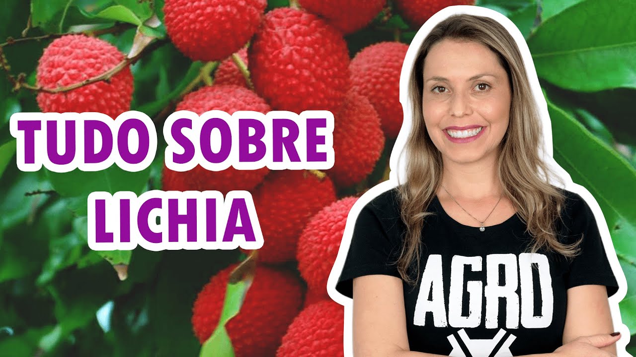 TUDO SOBRE LICHIA | Dicas de cultivo, curiosidades e benefícios para a saúde