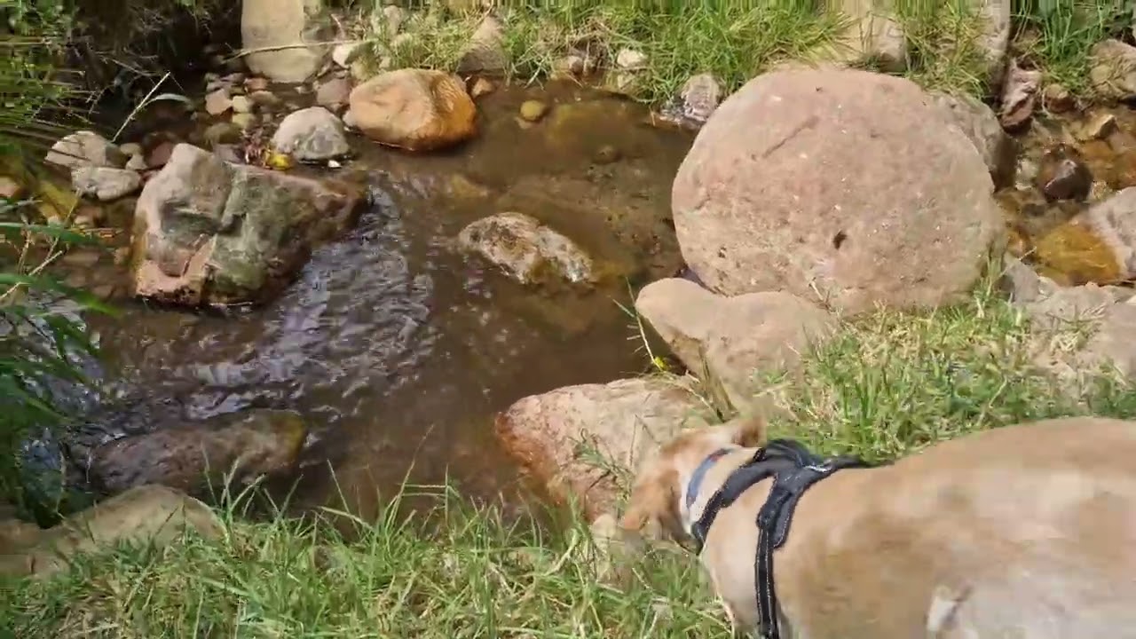 Park walks capedogwalks 
