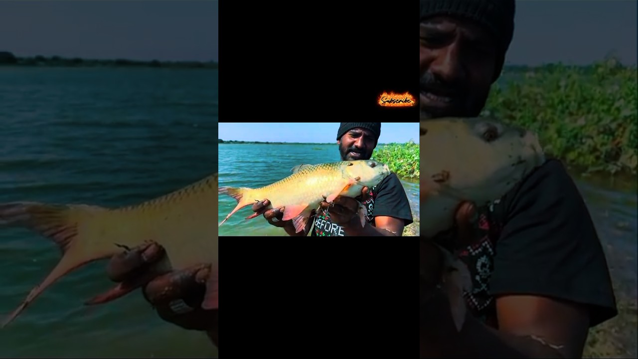 Amazing big rahu fish catching! 
