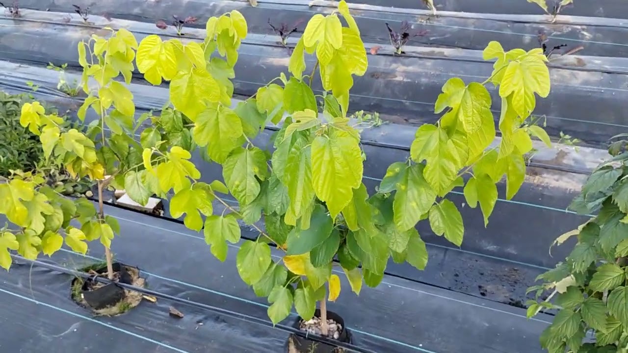 NEW Red Mulberry Variety! Let's Talk Mulberries
