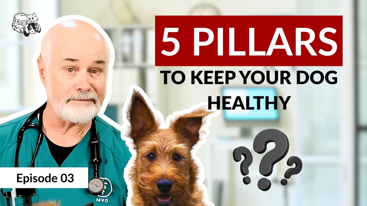 How to Keep Your Pet Healthy with These 5 Proven Vet-Recommended Habits