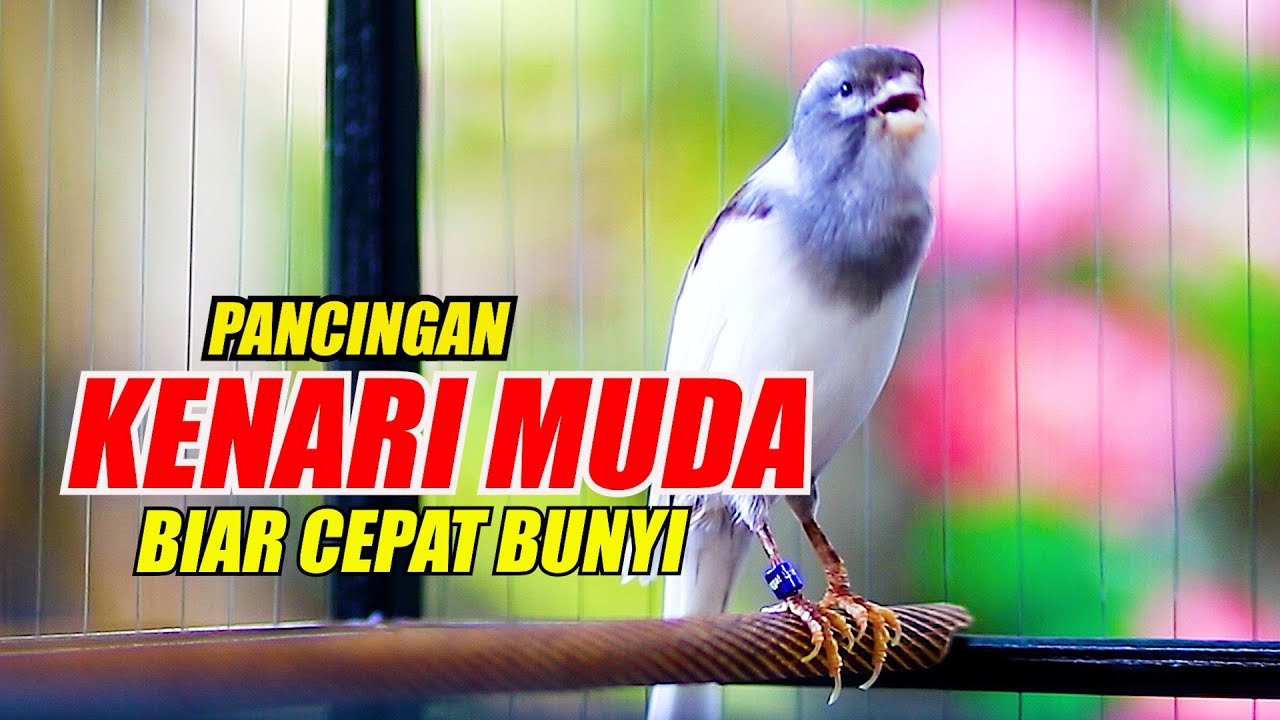 KENARI GACOR PAGI HARI BUAT PANCINGAN KENARI MUDA AGAR LEKAS BUNYI