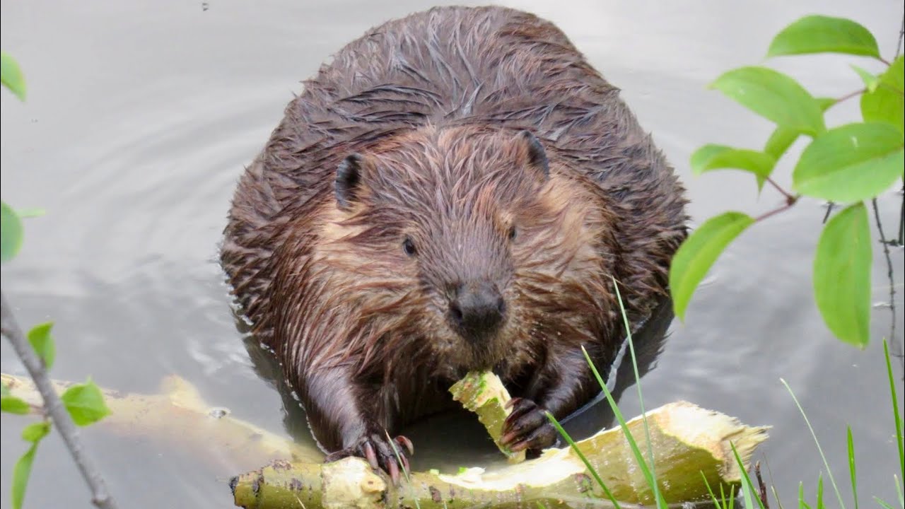 2 Beavers Doing Beaver Things on the Riverbank