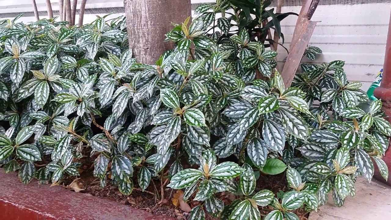 Pilea cadierei explicarei em detalhes as característica dessa planta