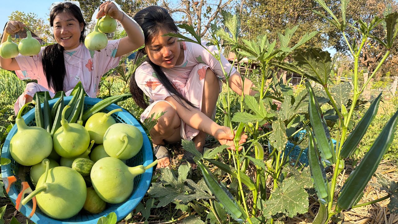 มีความสุขจริงเก็บของที่ปลูกเอง// เก็บกระเจี๊ยบ น้ำเต้าออกลูกเยอะมาก