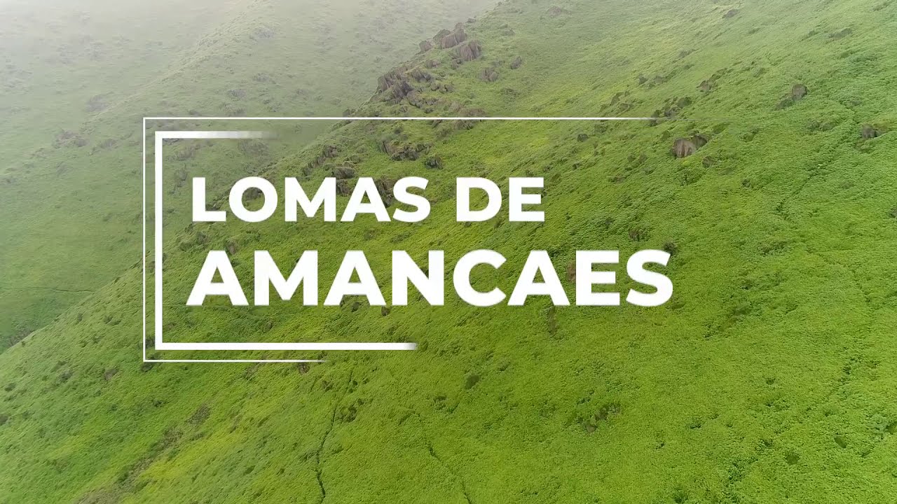 Lomas de Amancaes - Rímac (2018 | 2019)