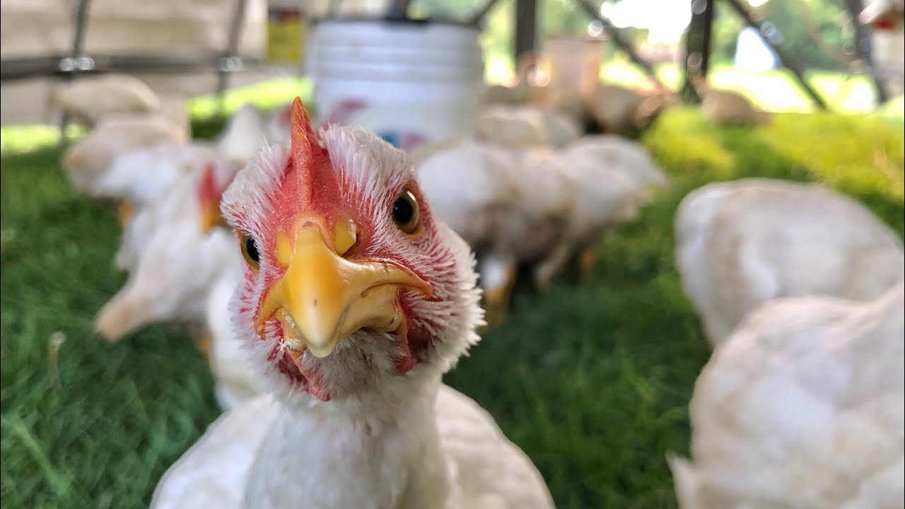 The Chicken Project - Raising 100 Meat Birds!