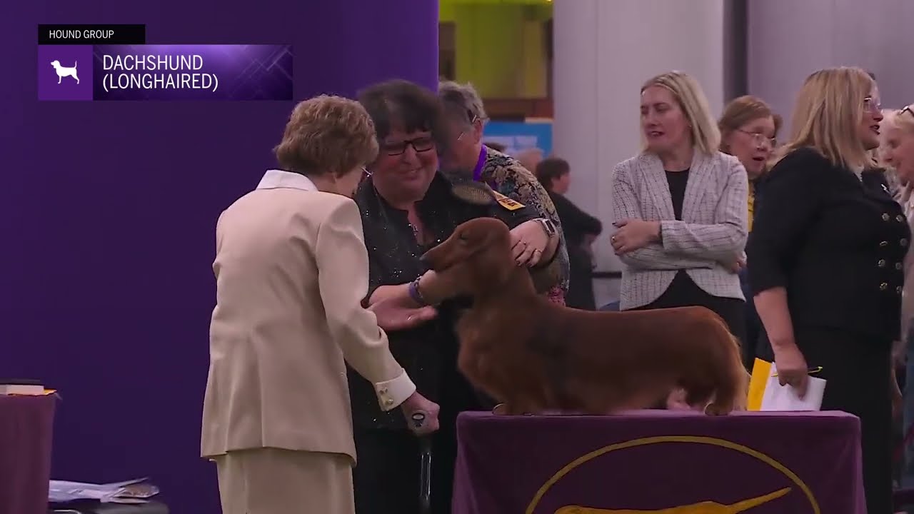 Dachshunds (Longhaired) | Breed Judging 2026