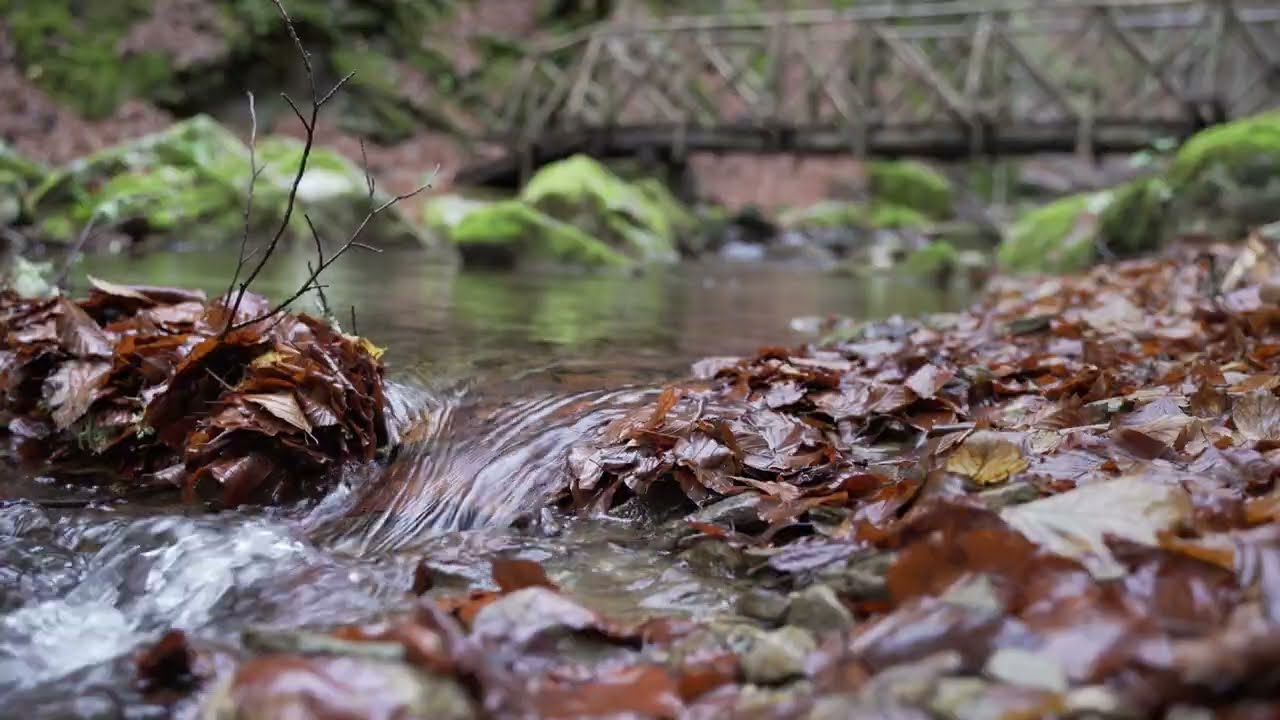 A rainy day in the forest (nature sounds).  Mount Paiko, Greece