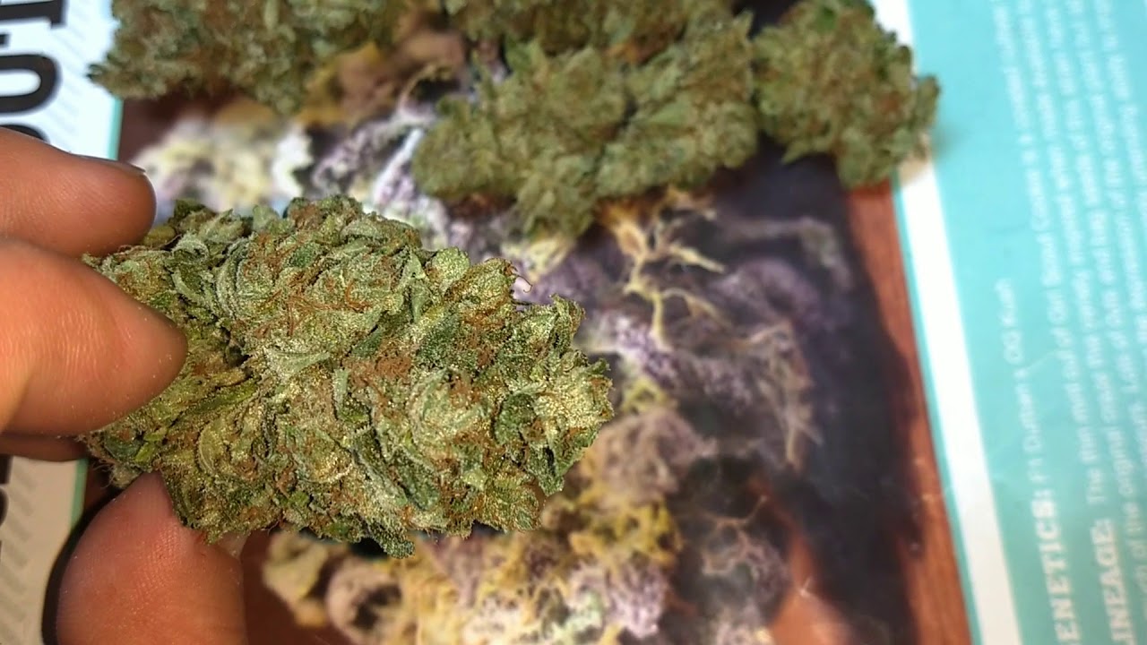 Rock star kush