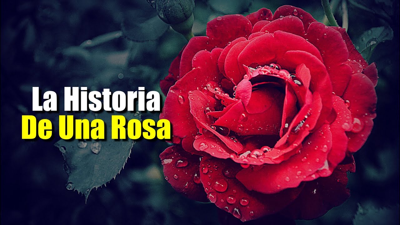 Esta Es La Historia De Una Rosa ¦ Reflexión ¦ gratitud frases reflexiones ¦ Versos