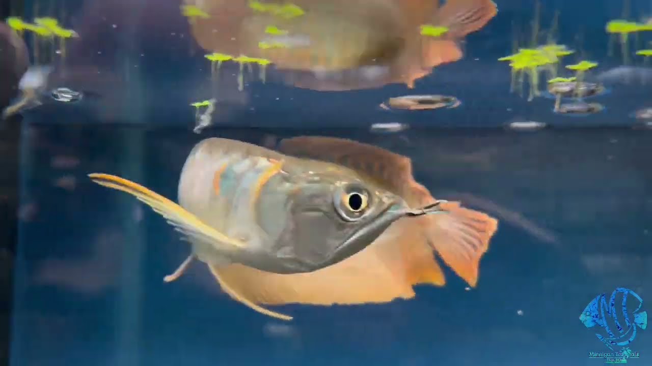 Silver Arowanas