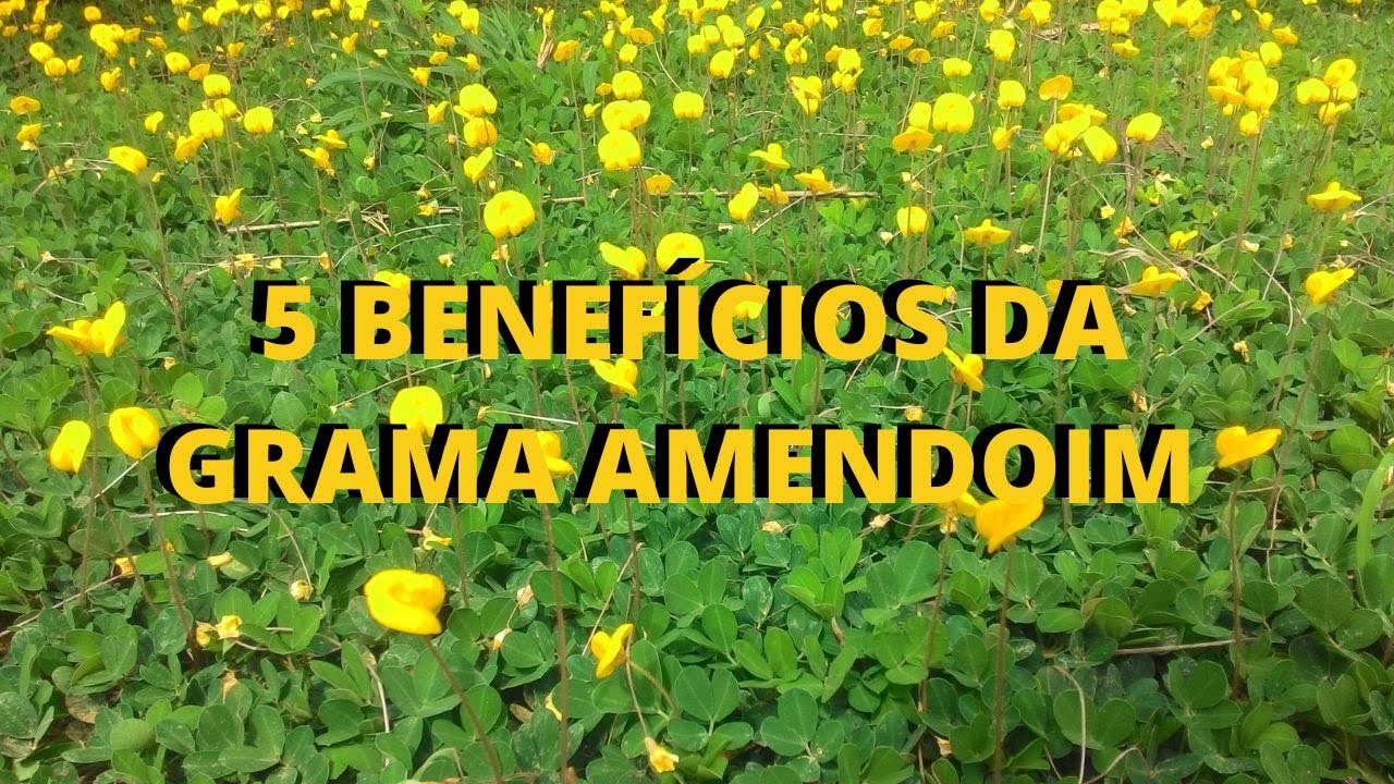 Por que plantar Amendoim forrageiro