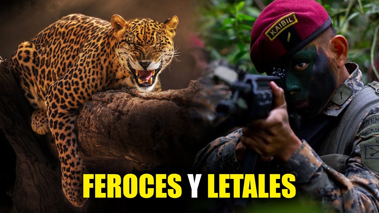 HOMBRES INDOMABLES de GUATEMALA| fuerzas especiales KAIBIL