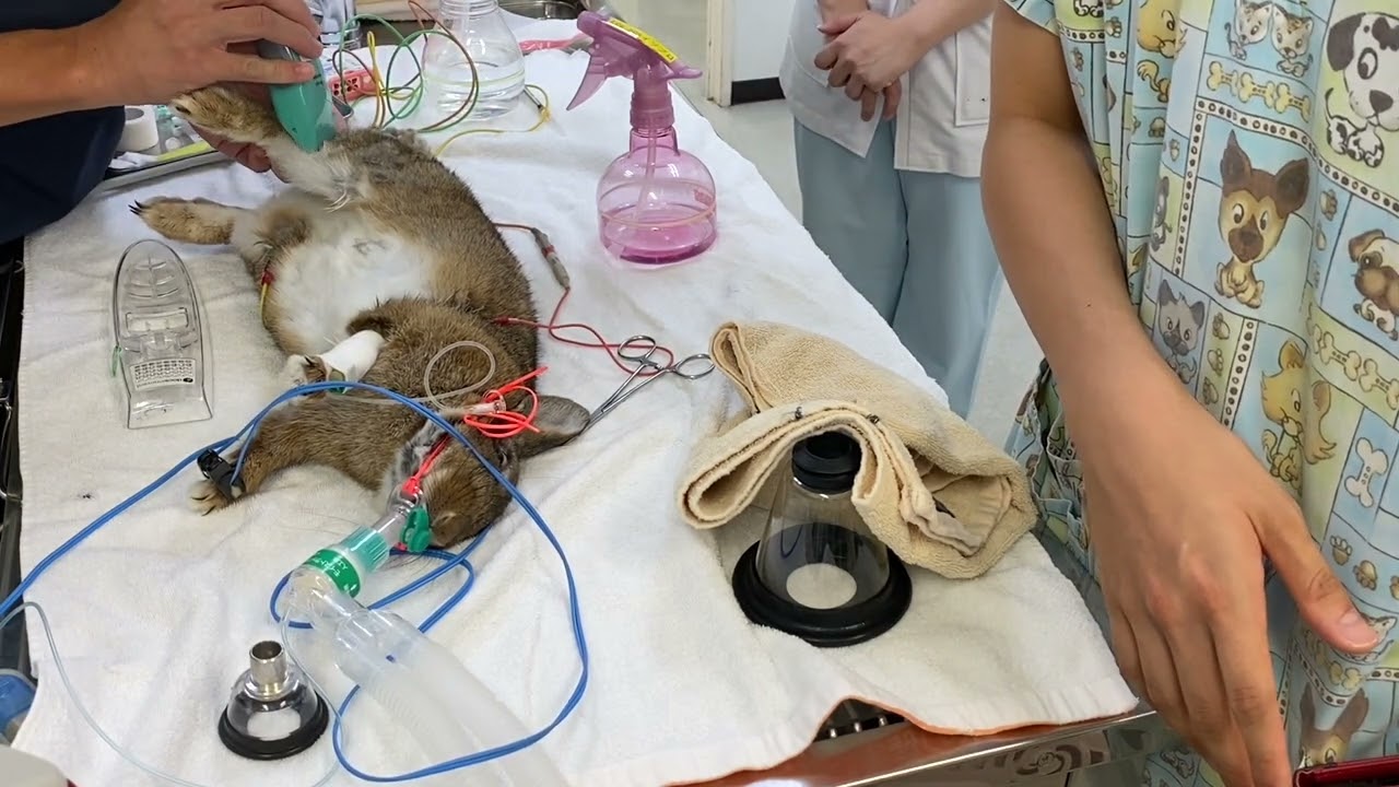 うさぎさんの麻酔導入！わんちゃん猫ちゃんとは違う部分も多く、デリケートなうさぎさんにケアした方法が必要です。The Anesthesia for the Rabbit