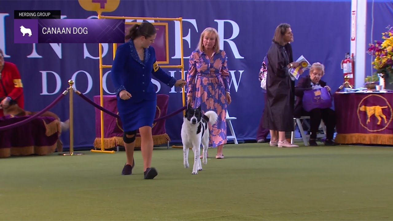Canaan Dogs | Breed Judging 2024