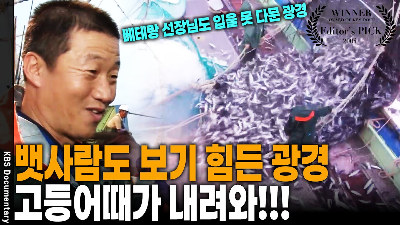 그물 하나에 수억 원이 왔다 갔다! 첫 출어부터 만선까지~ 기다림 끝에 찾아온 고등어 만선의 순간 | KBS 해양특별기획 고등어 20041105 방송