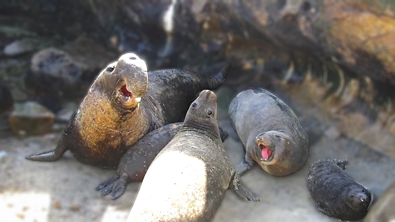 Northern Elephant Seals having an argument