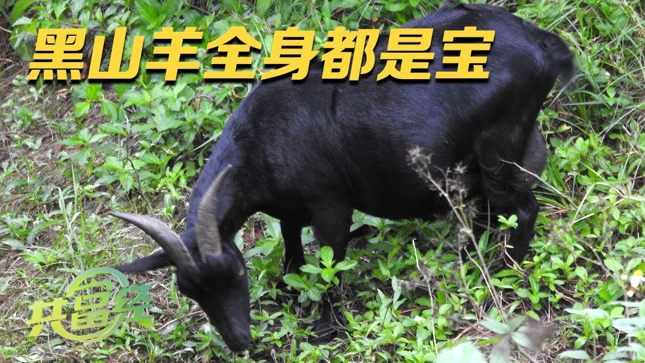 这个视频教你变着花样赚钱！他养殖黑山羊有高招，竟用大蒜皮当“开胃小菜”，浑身都是宝的黑山羊竟如此抢手！|「共富经」20230725