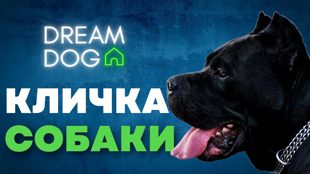 Кличка у собаки 🐶 Как приучить щенка реагировать на имя
